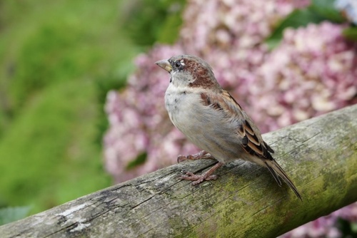 House Sparrow