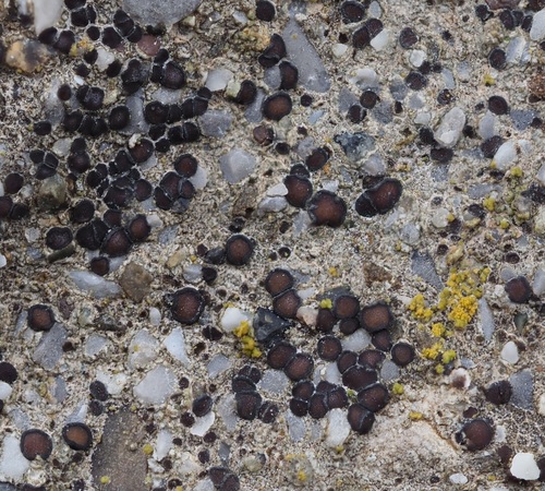 Sarcogyne pruinosa