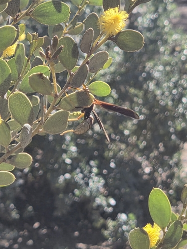 Comanche Paper Wasp