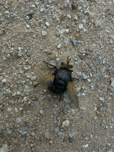 Yellow-faced Fly