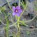 Byblidaceae - Photo (c) Chien Lee, todos os direitos reservados, uploaded by Chien Lee