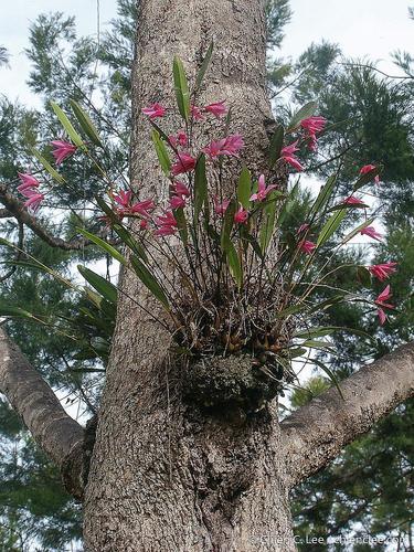 Dendrobium regale