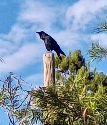 Chihuahuan Raven