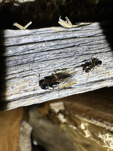 Camponotus fallax