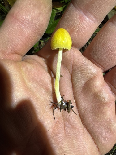 yellow fieldcap