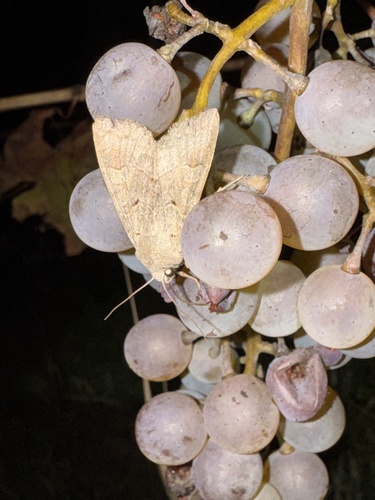 Ammoconia caecimacula