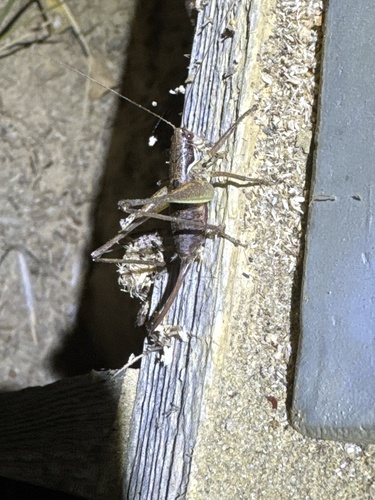 Graceful Bush-cricket