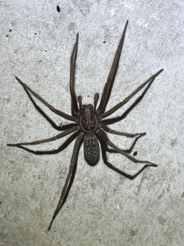 Giant House Spider