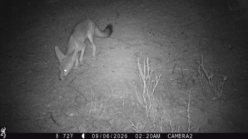 Desert Kit Fox