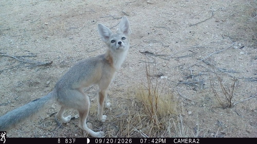 Desert Kit Fox