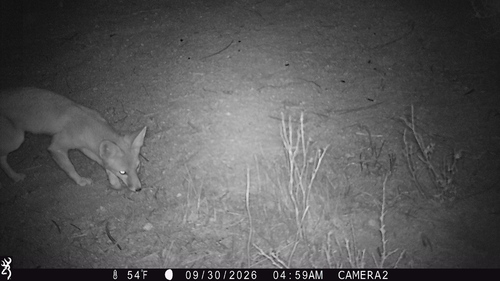Desert Kit Fox