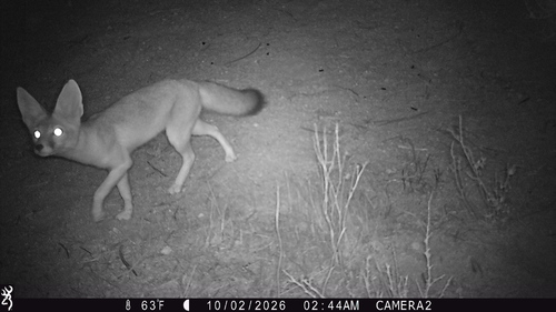 Desert Kit Fox
