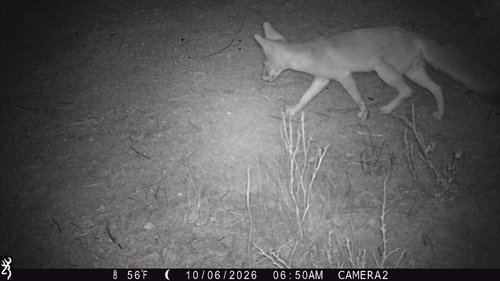 Desert Kit Fox