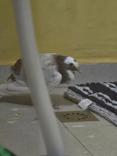 Rock Pigeon