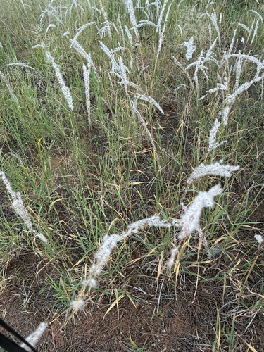 Arizona cottontop
