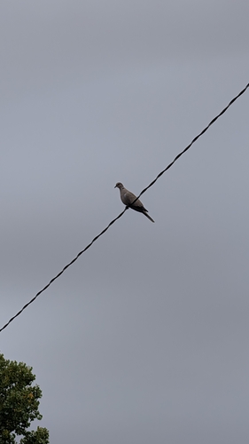 Eurasian Collared-Dove