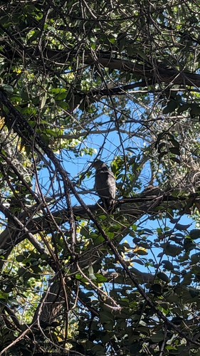 Cooper's Hawk