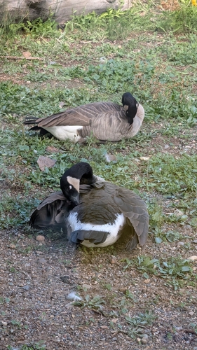 Canada Goose
