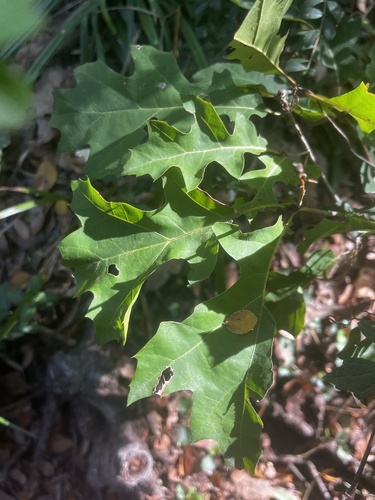 Featured image for “oaks”
