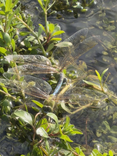 Featured image for “Common Green Darner”