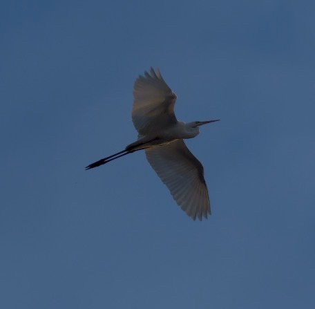 Great Egret