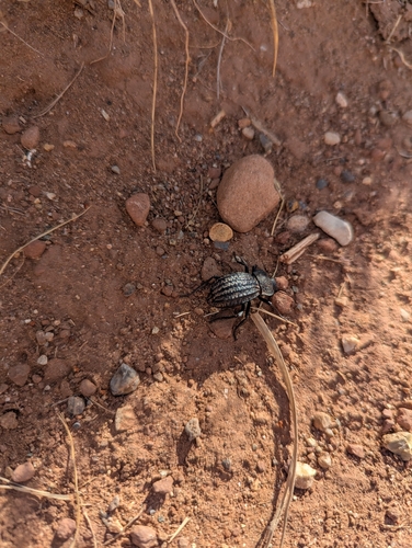 Philolithus sordidus