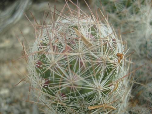 Whitecolumn Foxtail Cactus