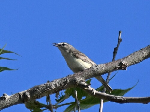 Eastern Warbling Vireo