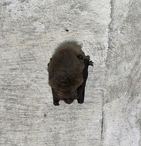 Townsend's Big-eared Bat