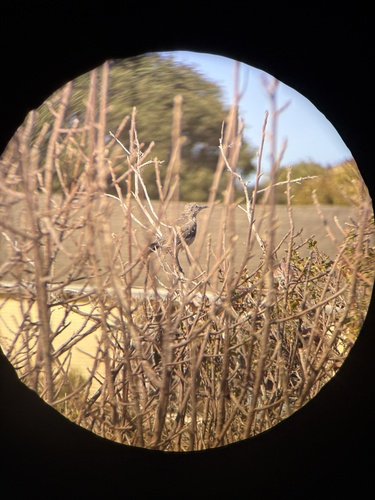 Sage Thrasher