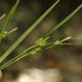 Carex bulbostylis - Photo (c) Eric Knight, όλα τα δικαιώματα διατηρούνται
