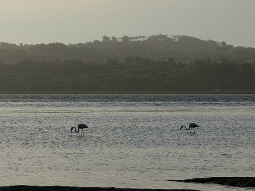 Greater Flamingo