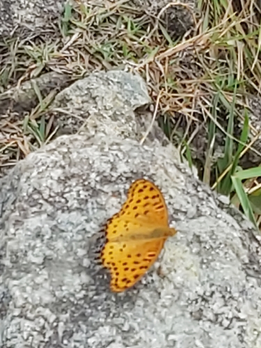 Tropical Fritillary