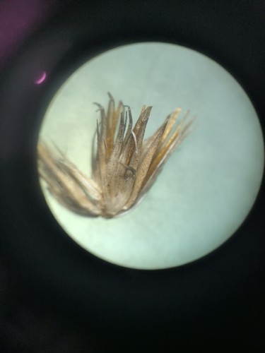 Juncus torreyi