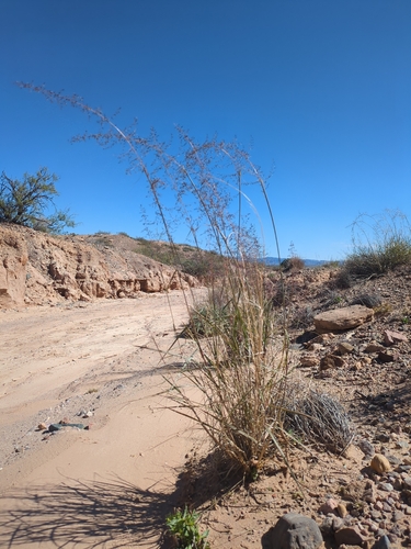 mesa dropseed