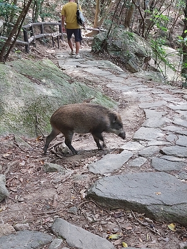 Wild Boar