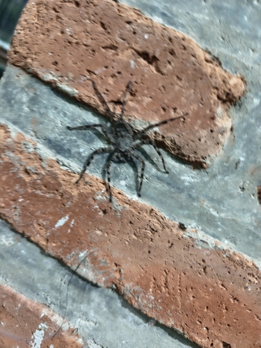 Selenops actophilus