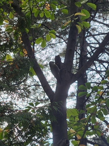 Grey-headed Woodpecker