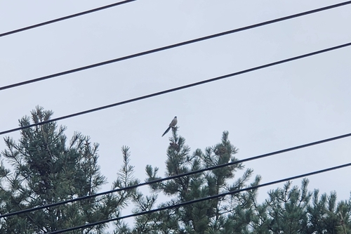 Azure-winged Magpie