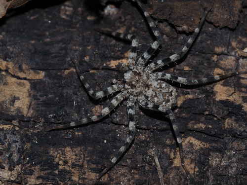 Selenops actophilus