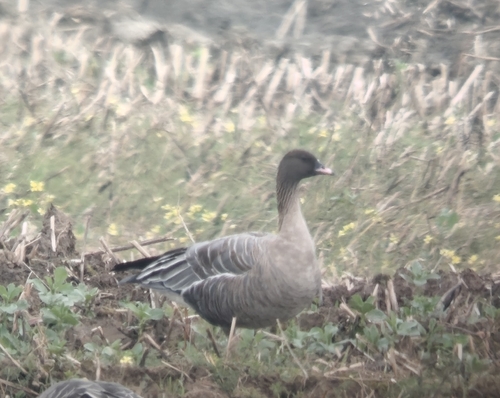 Pink-footed Goose