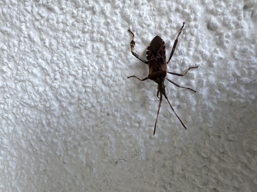 Western Conifer Seed Bug