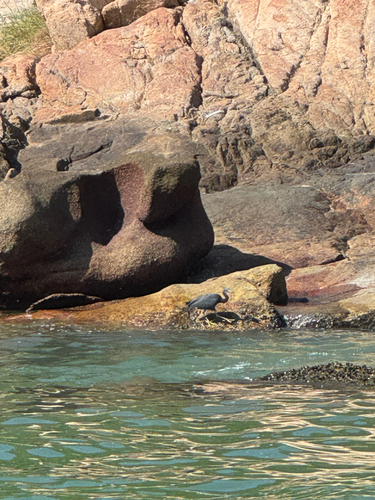 Pacific Reef Heron