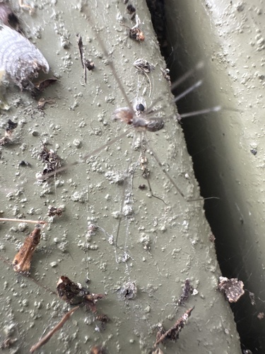 Marbled Cellar Spider