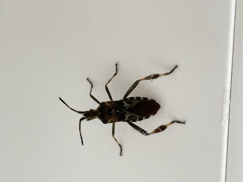 Western Conifer Seed Bug