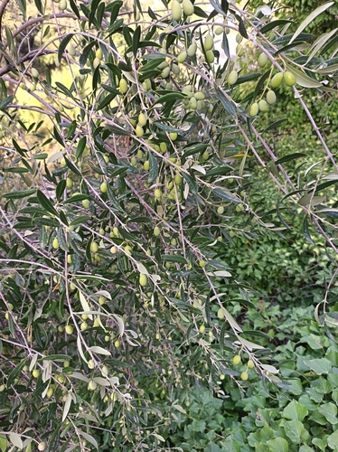 Olive