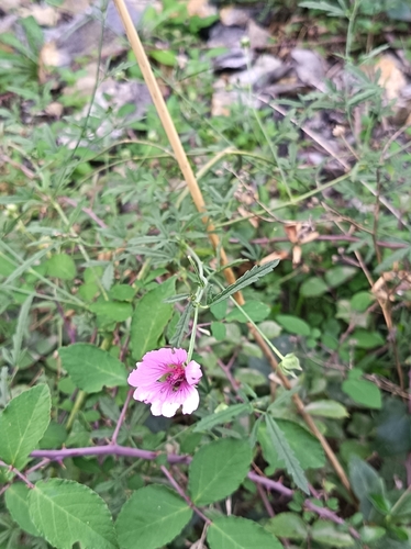 Hemp-leaved Mallow