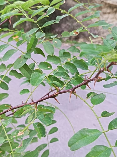 black locust