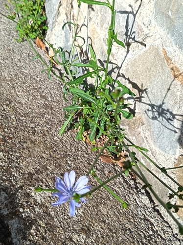 chicory
