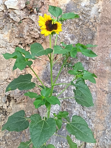 Common Sunflower